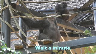 Gorilla Kintaro makes Gentaro wait until he finishes peeing【Kyoto city zooGorilla Fam】 [upl. by Aerdied82]