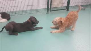 Dogs playing in daycare [upl. by Millie]