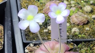 Butterwort Species Spotlight Pinguicula agnata TOUR and CARE [upl. by Eahsan586]