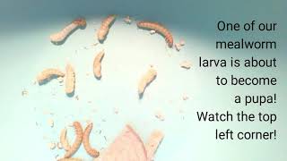 Daily Dose of Mealworm Science  Larva to Pupa Video 7 [upl. by Sapers]