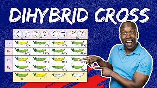 Master Dihybrid Crosses The StepbyStep Guide to Punnett Squares amp Genetic Ratios [upl. by Navannod]