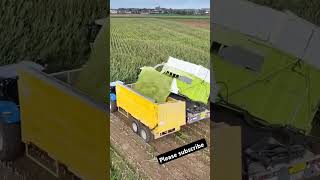 Claas Jaguar 980 in action Claas agriculturalmachinery harvestseason – Powering through harvest [upl. by Yee]