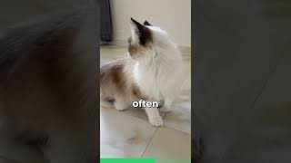 Meet The Birman Cat [upl. by Yssim37]