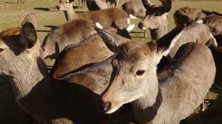 Dec23 Feeding time at Nara deer park Nara city Nara Japan [upl. by Weidman]