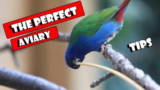 Building The Perfect AVIARY [upl. by Gney]