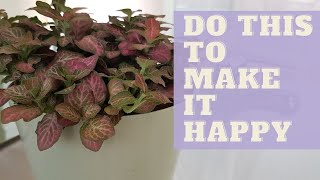 How To Grow NERVE PLANT  How to Care for Fittonia Plant [upl. by Annyl505]