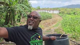 RAGASHANTI and CIARDI at PECKWOOD FARMS ST MARY JAMAICA [upl. by Butterfield]