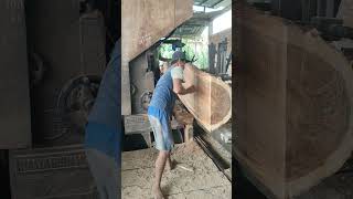 Kayu Trembesi sore hari 2 [upl. by Niraj153]