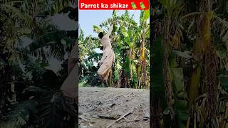 Parrot ka shikar 🦜🦜parrot juger huntinghunters humor farming shorts gogotarotcards [upl. by Flanigan59]