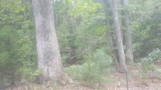 Residential 20 acres in Spotsylvania Virginia FOR SALE [upl. by Ingrim]