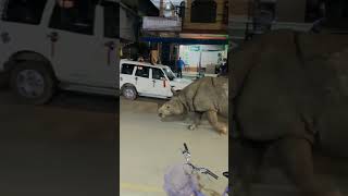 Live video of a rhinoceros night walk in the city shorts ytshorts short youtubeshorts rhino [upl. by Dhiren406]