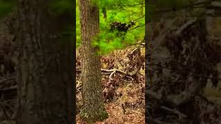 Barred Owls live hereforest forestlife wildlife [upl. by Rosmunda]