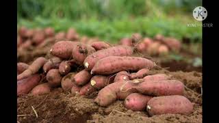 Sweet potato Ipomoea batatas cultivation [upl. by Gilles]