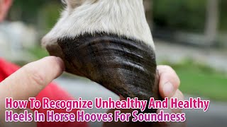 How To Recognize Unhealthy Or Healthy Heels In A Horse Hoof For Soundness [upl. by Randi]