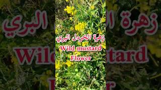 فوائد واستعمالات زهرة الخردل البريWild mustard flower benefitsfleur de la moutarde sauvageshorts [upl. by Hamil]