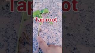 Tap root and fibrous root [upl. by Bridge]