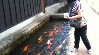 Japan  Hida Furukawa  Seto river canal and carps 1 [upl. by Burner]