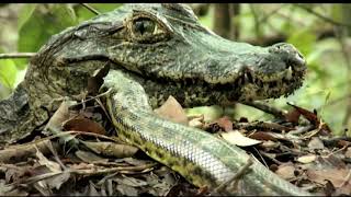 Brasil Secreto  EP01  Pantanal das Águas [upl. by Rebeh889]