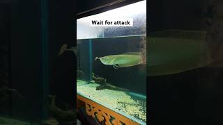 Local telapia feeding to Arowana 😵😵fish shorts arowana aquaponic24 [upl. by Lednek]