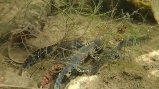 Alpine newts underwater shots  Bergmolche im Teich Ichthyosaura alpestris [upl. by Nnylassej]