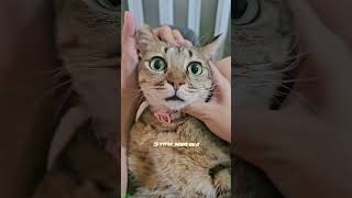 Cat Funny Videos 🥰 kitten meowing crying 🐱 catslife Episode 1385 [upl. by Bremser]