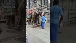 elephant so big shorts subcribe🐘🐘🐘🐘 [upl. by Tham899]