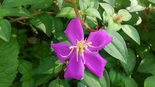 rudraglorybushplant heterotisrotundifoliaspanishshawl pinklady rockrose melastomataceae [upl. by Orlan473]