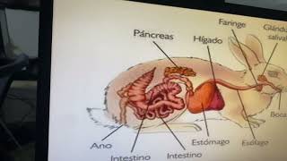 Aparato digestivo del conejo [upl. by Ettenowtna]