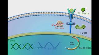 General Immunosuppressants animation video [upl. by Dekow]