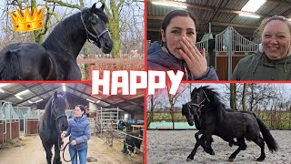 Surprise Everyone is happy For the first time in the arena  Friesian Horses [upl. by Sucramej]