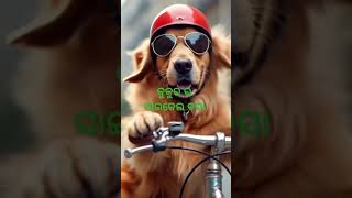 କୁକୁରର ସାଇକେଲ ଚଢ଼ାthe dog rider acycle funny [upl. by Jobe]