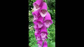 How to grow Digitalis Purpurea  Foxglove for colour amp structure attracting bees and pollinators [upl. by Nigrom673]