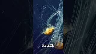 Sea nettle youtubeshorts oceanworld oceanworld seanettle [upl. by Yssac]