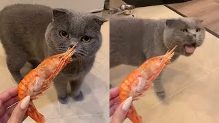 Cat Gets Disgusted When Smelling Shrimps [upl. by Esenahs]