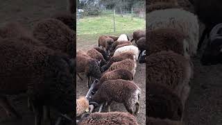 Soay Sheep [upl. by Anyahc]