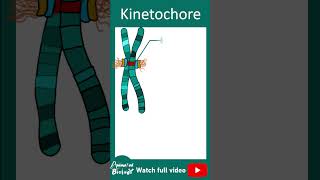 Kinetochore and its function  1 minute cell biology [upl. by Madlin]