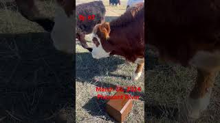 Ep 67 Cow Block 3 funatwork ranching cow ranch talesfromwork [upl. by Irehc]