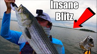 Cape Cod Striper Fishing INSANE BLITZES [upl. by Sillyrama]