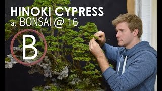 Hinoki Cypress  Bonsai 16 [upl. by Marba]