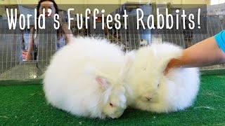 Worlds Fluffiest Rabbits [upl. by Donnenfeld46]