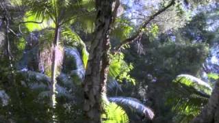 Waterfront Property on 40 Acres of Bush in Macmasters Beach Australia For Sale [upl. by Ozen71]