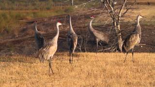 Sandhill Cranes Jumping amp Flying Grus canadensis [upl. by Aicilec]