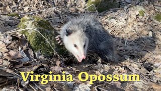 Virginia Opossum [upl. by Baelbeer]