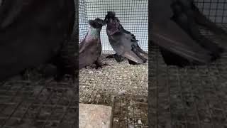 Fancy pigeon  BOKHARA Trumpeter [upl. by Llebiram437]