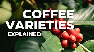 Coffee Varieties Arabica [upl. by Oir]