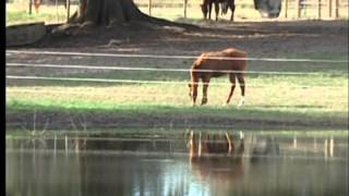 Installing your ElectroBraid® Horse Fence [upl. by Tandie]