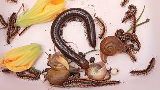 Exploring Discovering And Captured Big Worm Millipedes Insects Nature Creatures [upl. by Candi833]