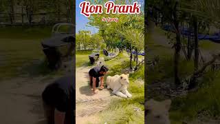 Prank with Real Lion The King prank lion jungleking [upl. by Alleyn411]