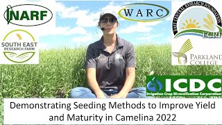 Demonstrating Seeding Methods to Improve Yield and Maturity in Camelina 2022 [upl. by Yodlem]