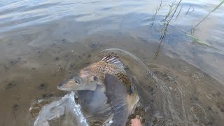 Stilbay estuary lure fishing for grunters [upl. by Ettennan]